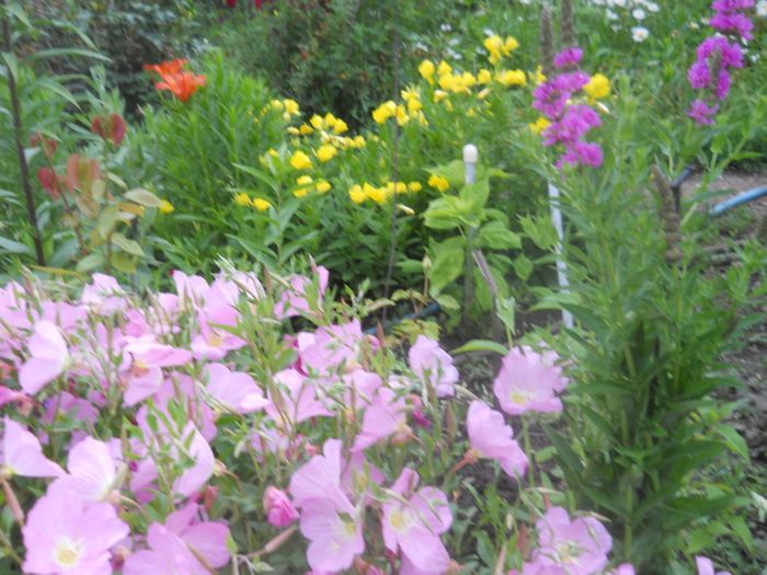 oenothera speciosa
