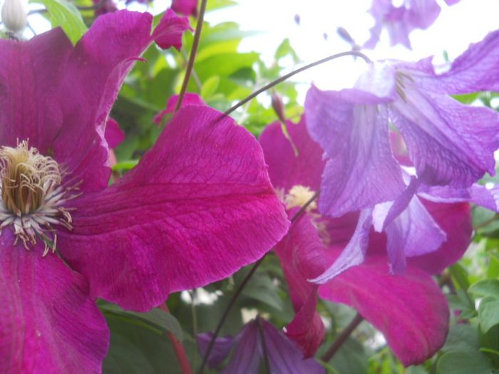 Rouge Cardinal si clematita cu flori mici