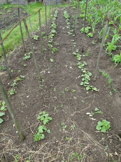 Fasolea - Gradina bunicii