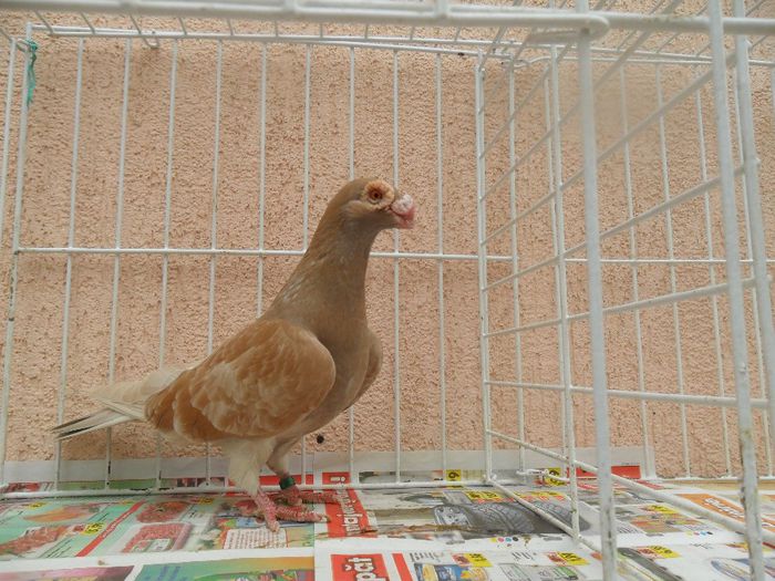 F - Carunculat de Oradea