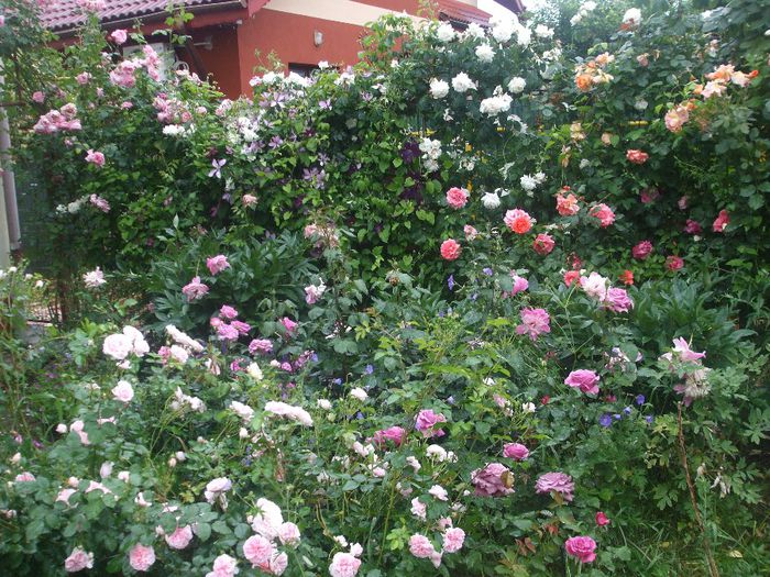 poza flori 306 - vara 2014