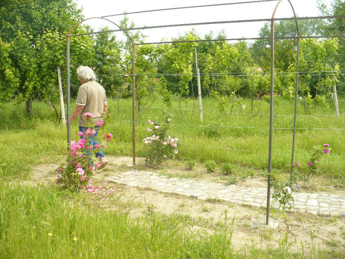 P1100419 - Gradina de la tara 2014