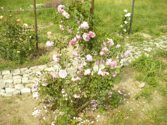 P1100424 - Gradina de la tara 2014