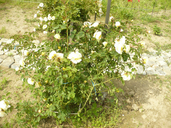 P1100425 - Gradina de la tara 2014