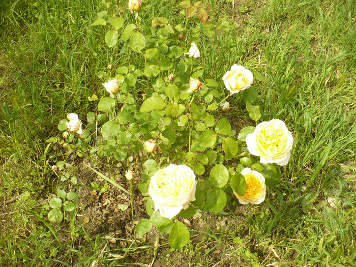 P1100428 - Gradina de la tara 2014