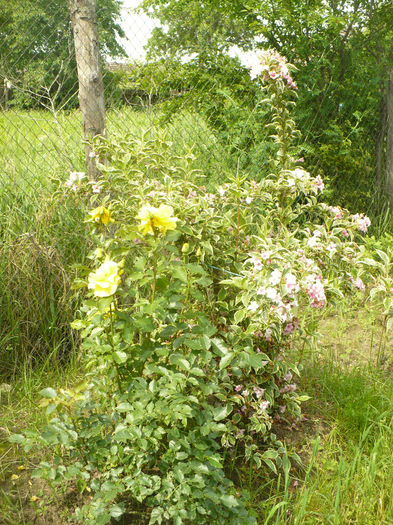 P1100429 - Gradina de la tara 2014