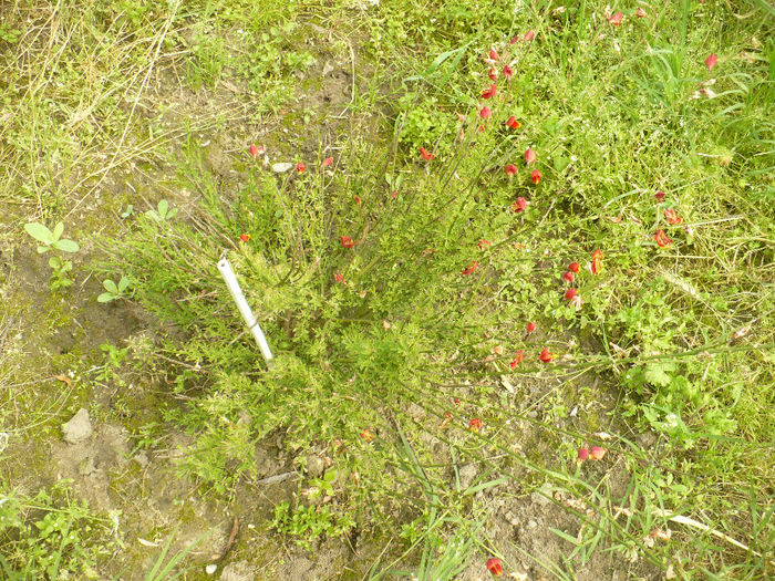 P1100431 - Gradina de la tara 2014