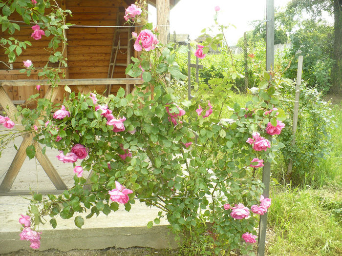 P1100432 - Gradina de la tara 2014