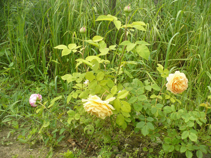 P1100434 - Gradina de la tara 2014
