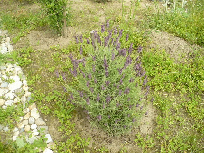 P1100440 - Gradina de la tara 2014