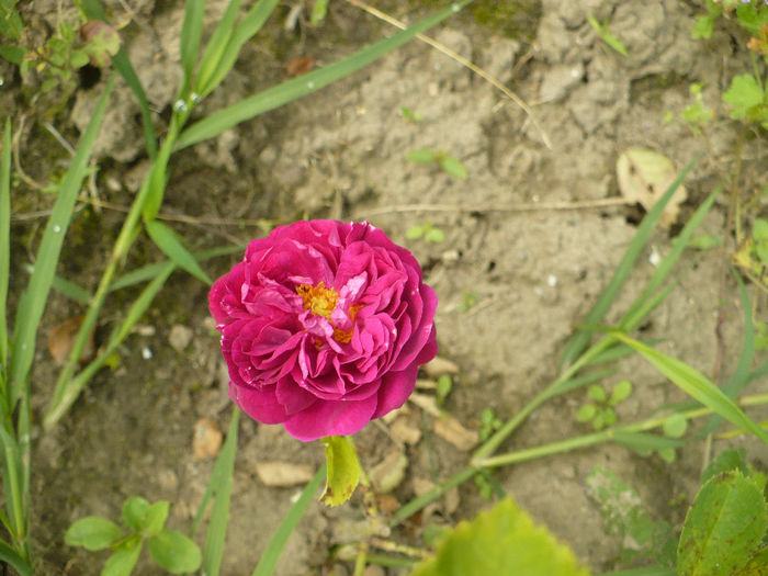 P1100441 - Gradina de la tara 2014