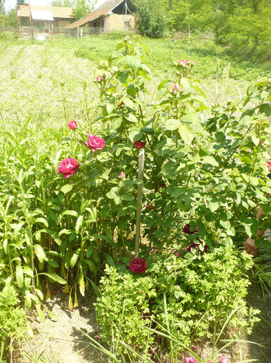 P1100467