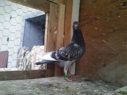 20 lei din un POLONEZ