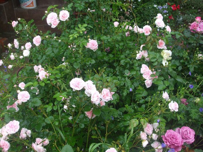 poza flori 352