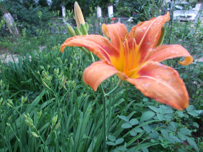 hemerocallis fulva 1