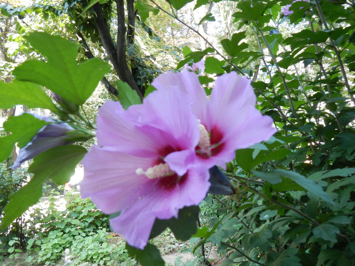 hibiscus de gradina 1