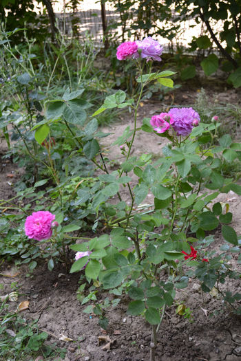 trandafir arbust 3