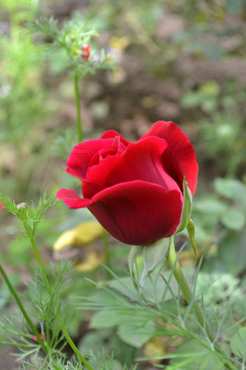 trandafir 2