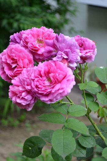 trandafir 4 - Flori si arbusti de gradina