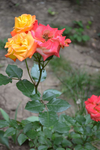 trandafir 5 - Flori si arbusti de gradina