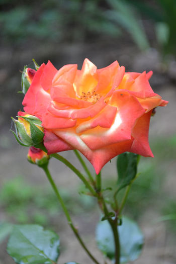 trandafir 6 - Flori si arbusti de gradina
