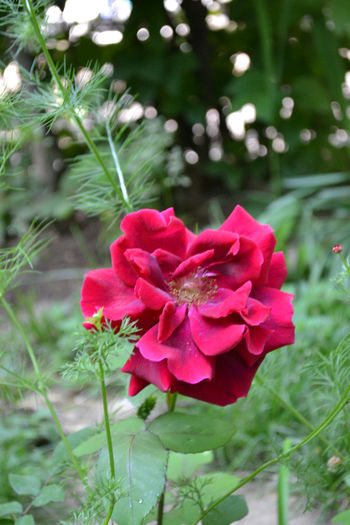 trandafir 7 - Flori si arbusti de gradina