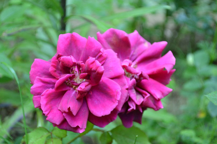 trandafir 8 - Flori si arbusti de gradina