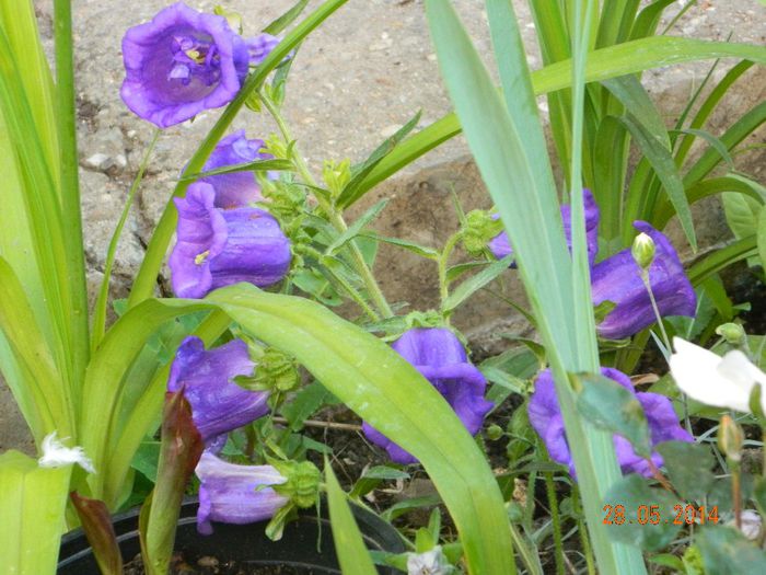 DSCN7645 - Flori 2014