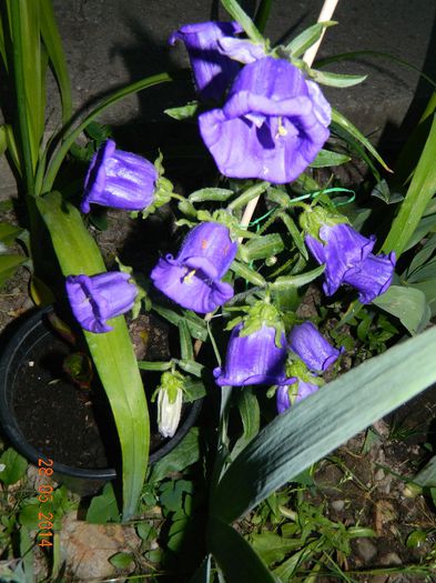 DSCN7683 - Flori 2014