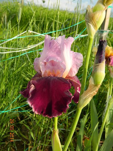 DSCN7693 - Flori 2014