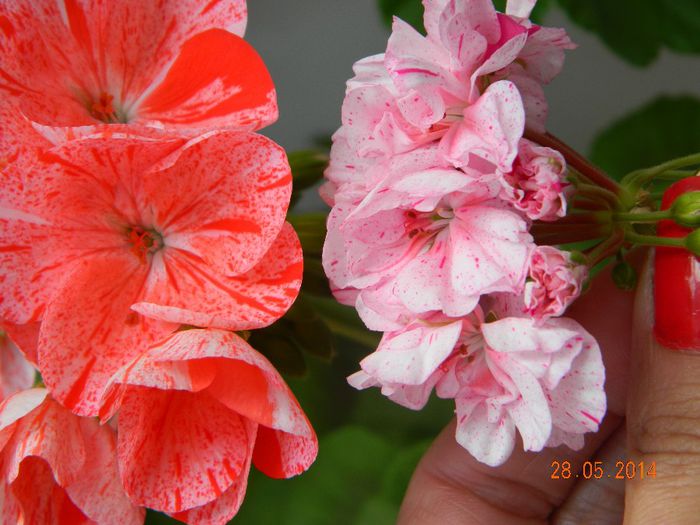 DSCN7669 - Flori 2014