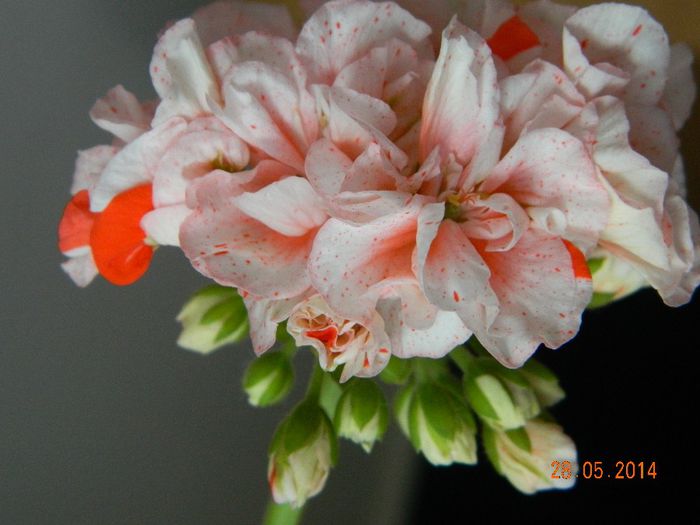 DSCN7661 - Flori 2014