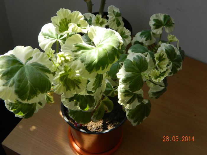DSCN7670 - Flori 2014