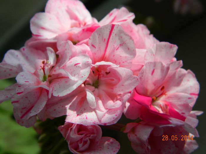 DSCN7673 - Flori 2014