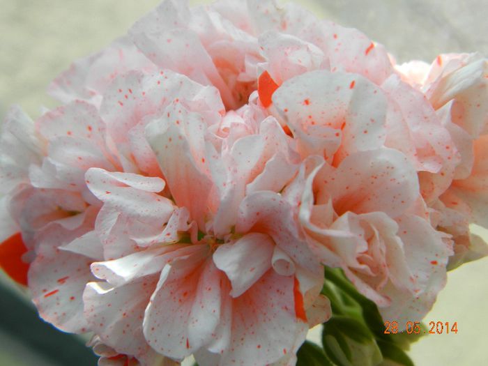DSCN7675 - Flori 2014