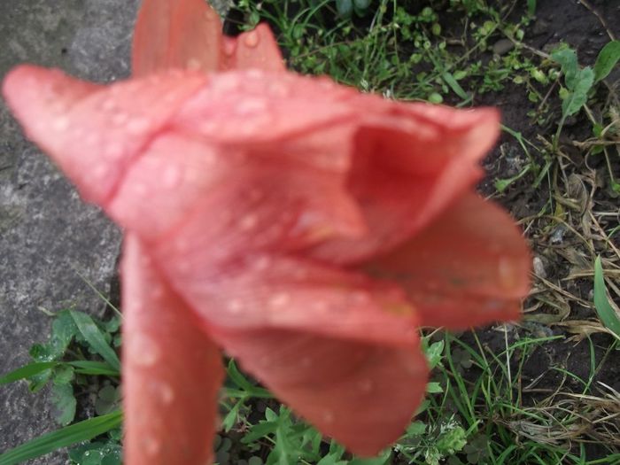 ranunculus - trandafiri 2014