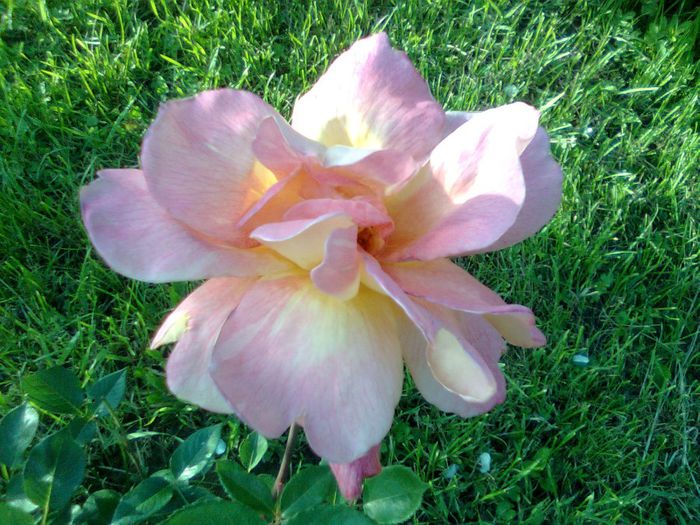 DOC POZE 082 - A___PRIMAVARA-VARA 2014