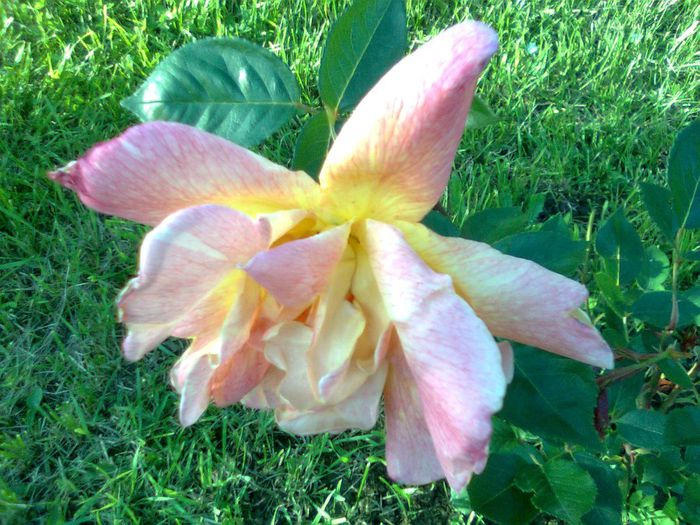 DOC POZE 083 - A___PRIMAVARA-VARA 2014