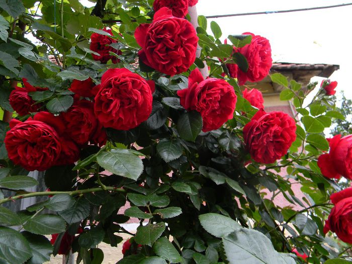 Florentina - - Colectie trandafiri