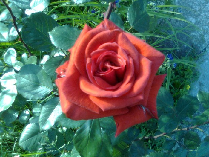 DOC POZE 081 - A___PRIMAVARA-VARA 2014