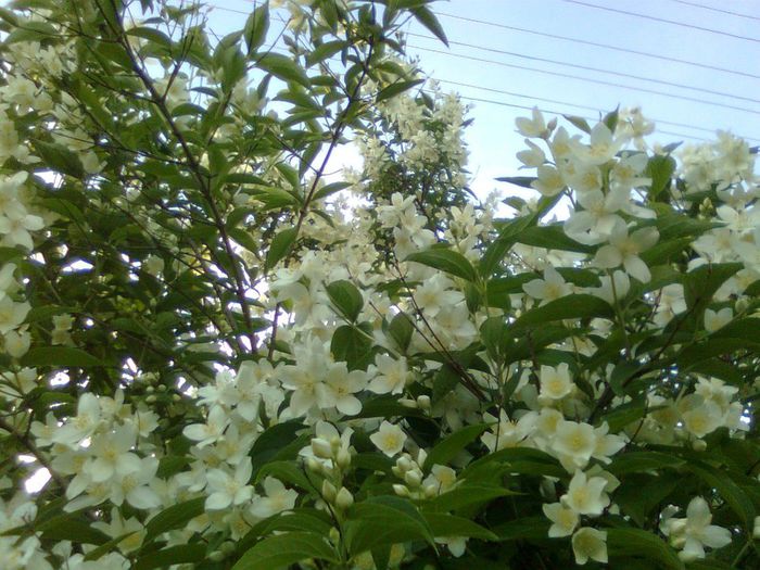 DOC POZE 084 - A___PRIMAVARA-VARA 2014