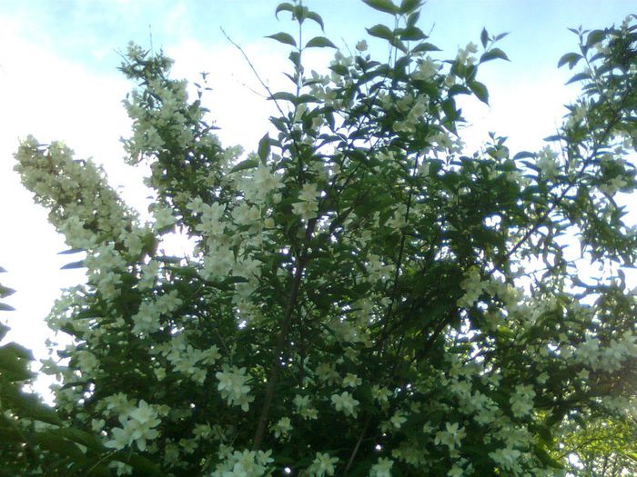 DOC POZE 085 - A___PRIMAVARA-VARA 2014