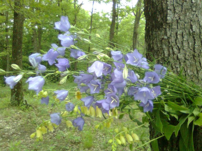 DOC POZE 032 - A___PRIMAVARA-VARA 2014