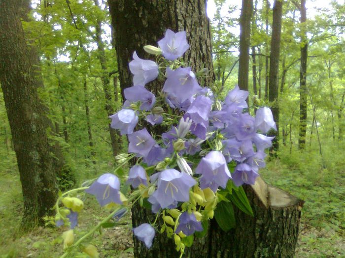 DOC POZE 033 - A___PRIMAVARA-VARA 2014