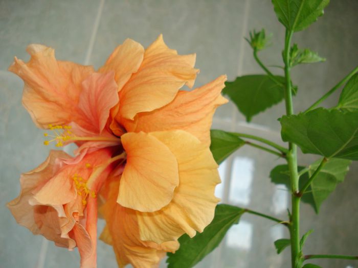 DSC09174 - FLORI 2014