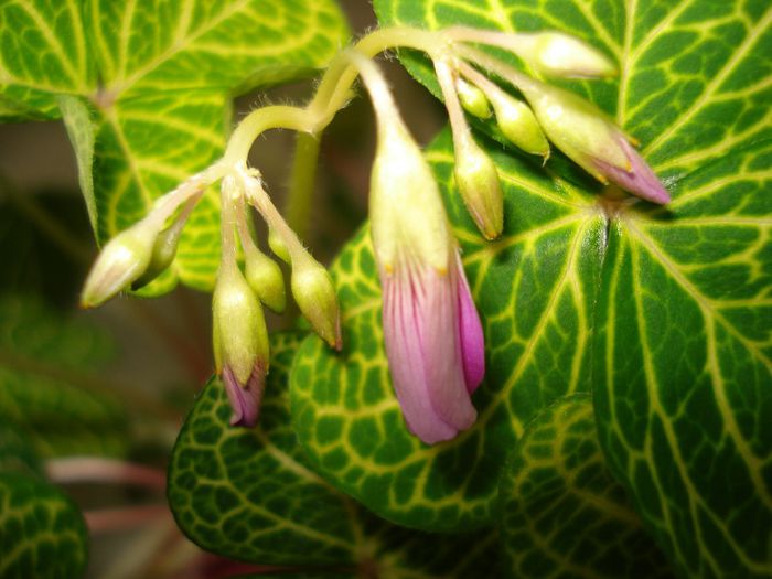 Oxalis Corymbosa aureo reticulata