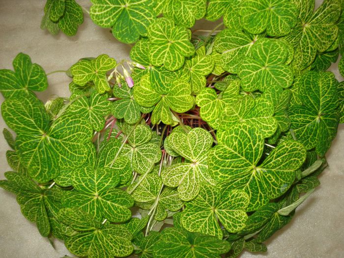 Oxalis Corymbosa aureo reticulata