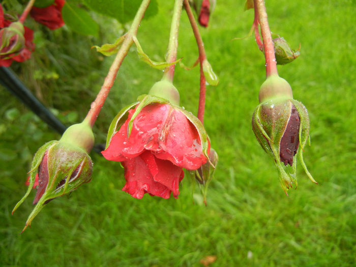 Rose Blaze Superior (2014, May 16) - Rose Blaze Superior