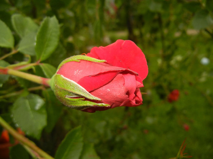 Rose Blaze Superior (2014, May 16) - Rose Blaze Superior