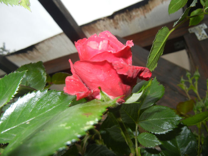 Rose Blaze Superior (2014, May 16) - Rose Blaze Superior